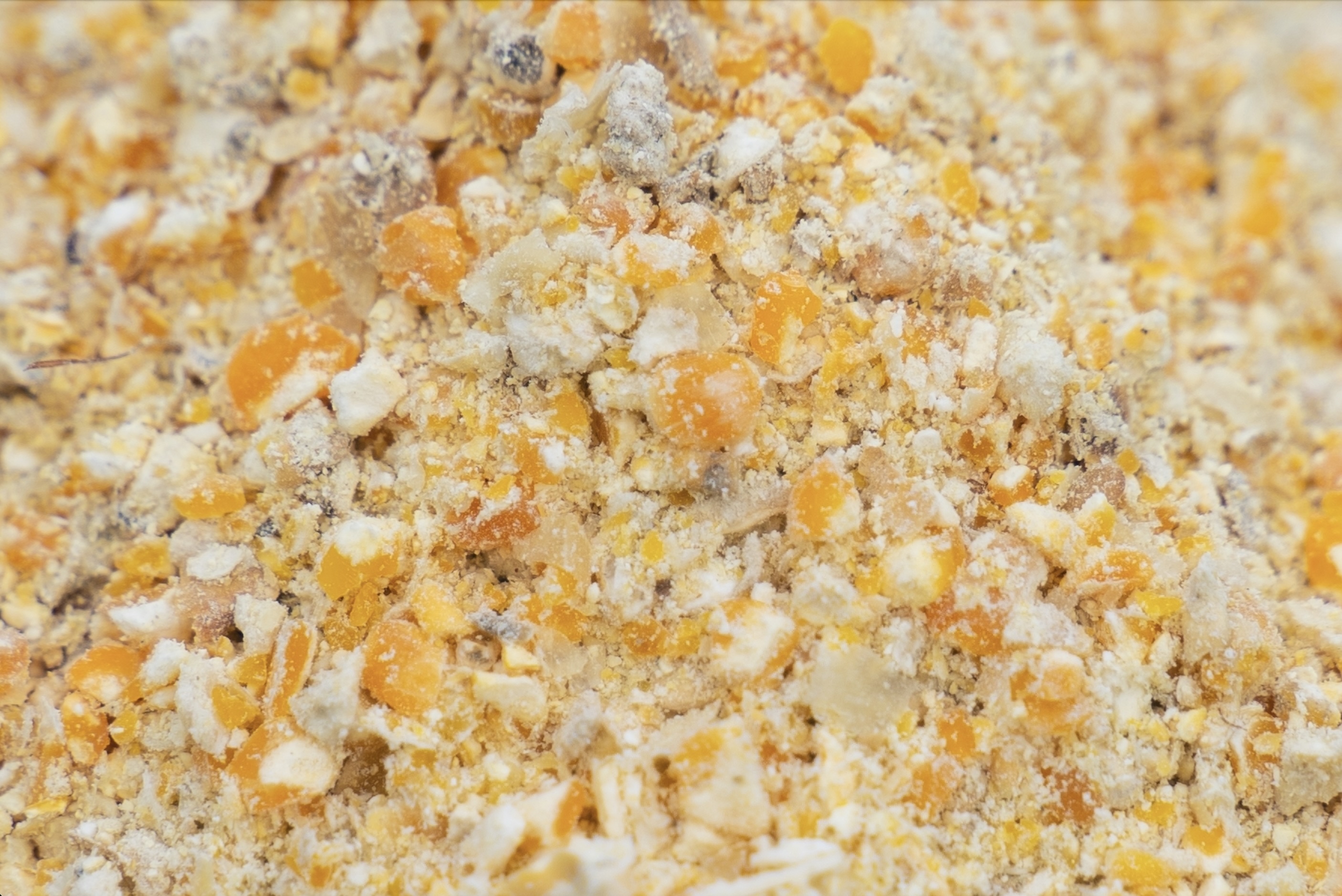 Hominy Feed
